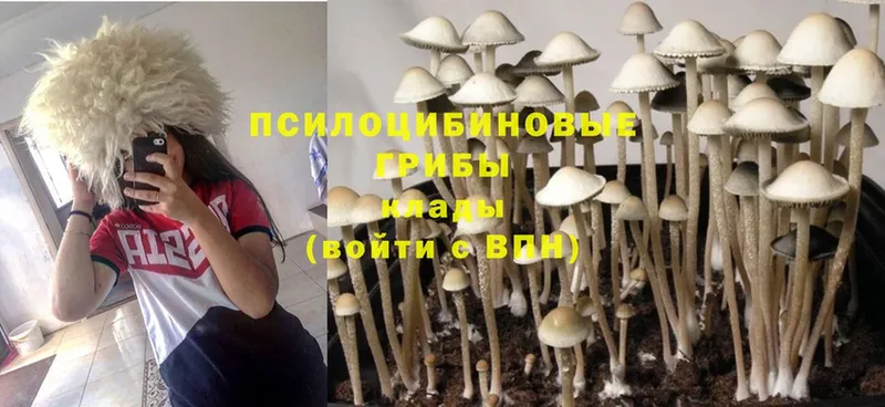 Псилоцибиновые грибы Psilocybine cubensis  Кашира 